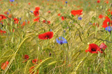 Biodiversité dans les blés - voir la photo en grand dans la galerie de la Bergerie Biodiversité dans les blés