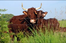 Troupeau bovin allaitant de race Salers - voir la photo en grand dans la galerie de la Bergerie Troupeau bovin allaitant de race Salers